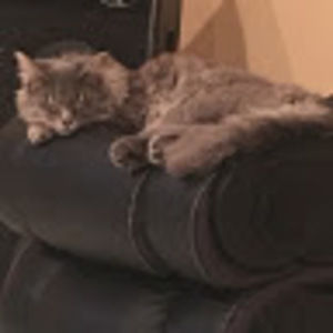 Meet your Posher, Bella